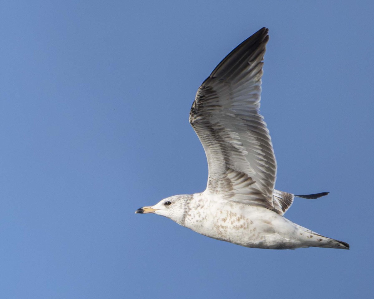 gull sp. - ML626609613