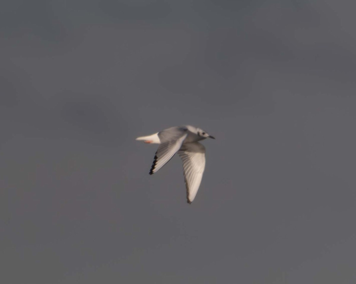 gull sp. - ML626609614
