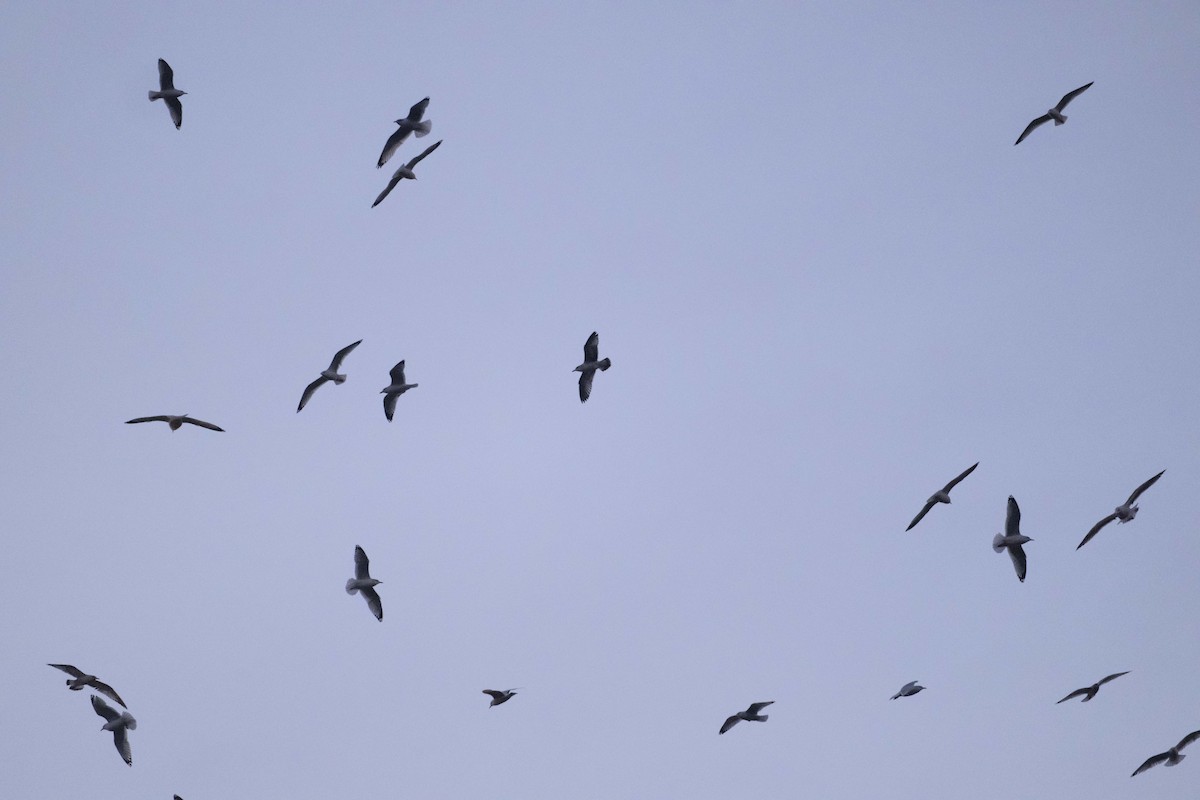 gull sp. - ML626609615