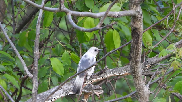 Gray Catbird - ML626609659