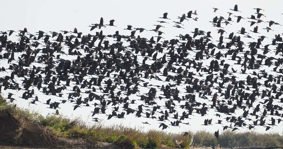 Glossy Ibis - ML626609660