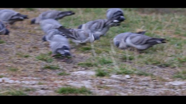 Snow Pigeon - ML626609742