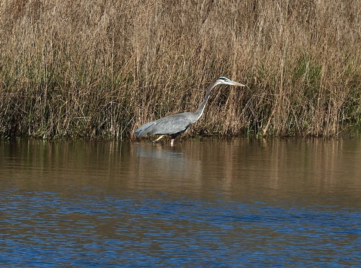 Great Blue Heron - ML626609919