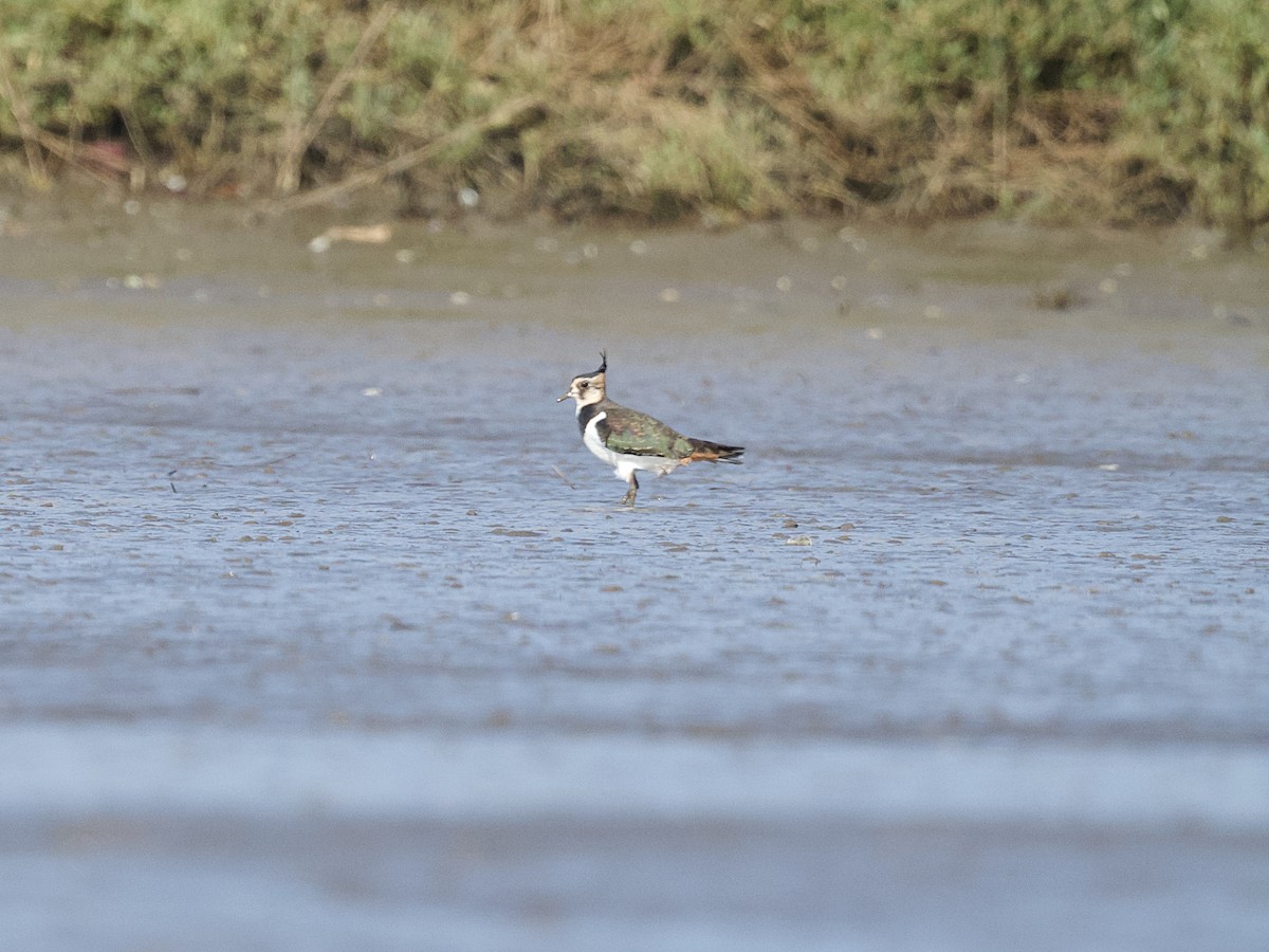 Northern Lapwing - ML626609921