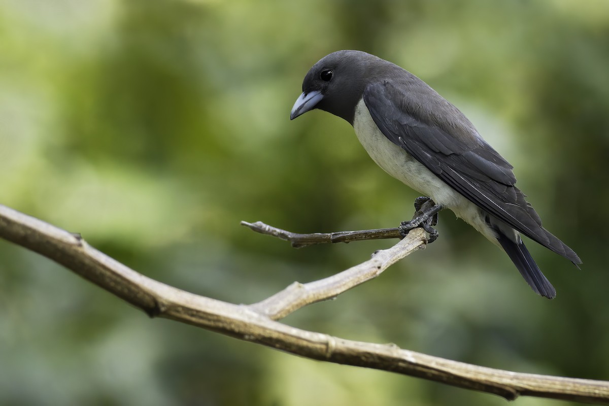 White-breasted Woodswallow - ML626609954