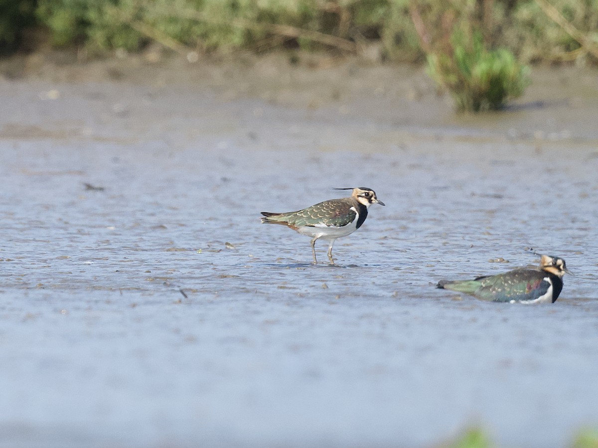 Northern Lapwing - ML626609979