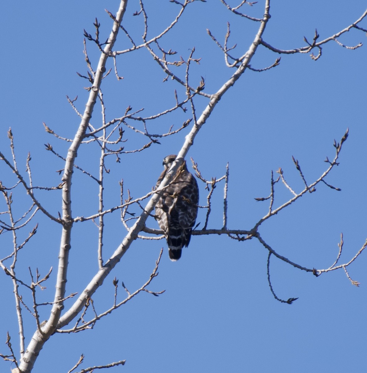 Red-shouldered Hawk - ML626609994