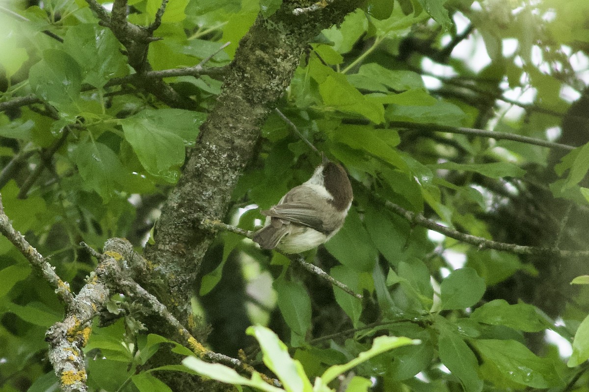 Caspian Tit - ML626610008