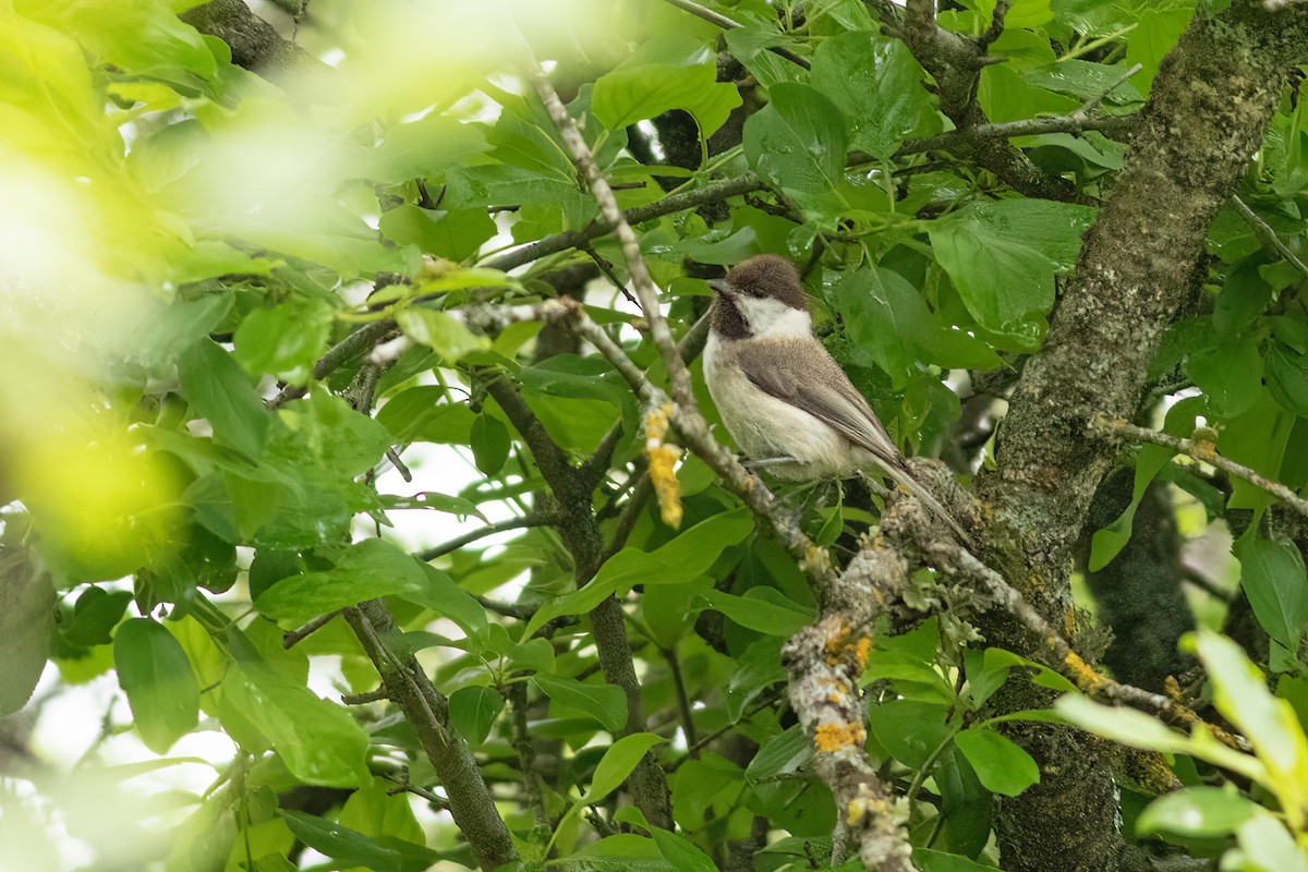 Caspian Tit - ML626610009