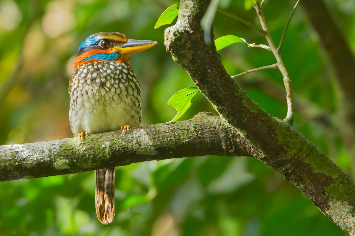 Spotted Kingfisher - ML626610023