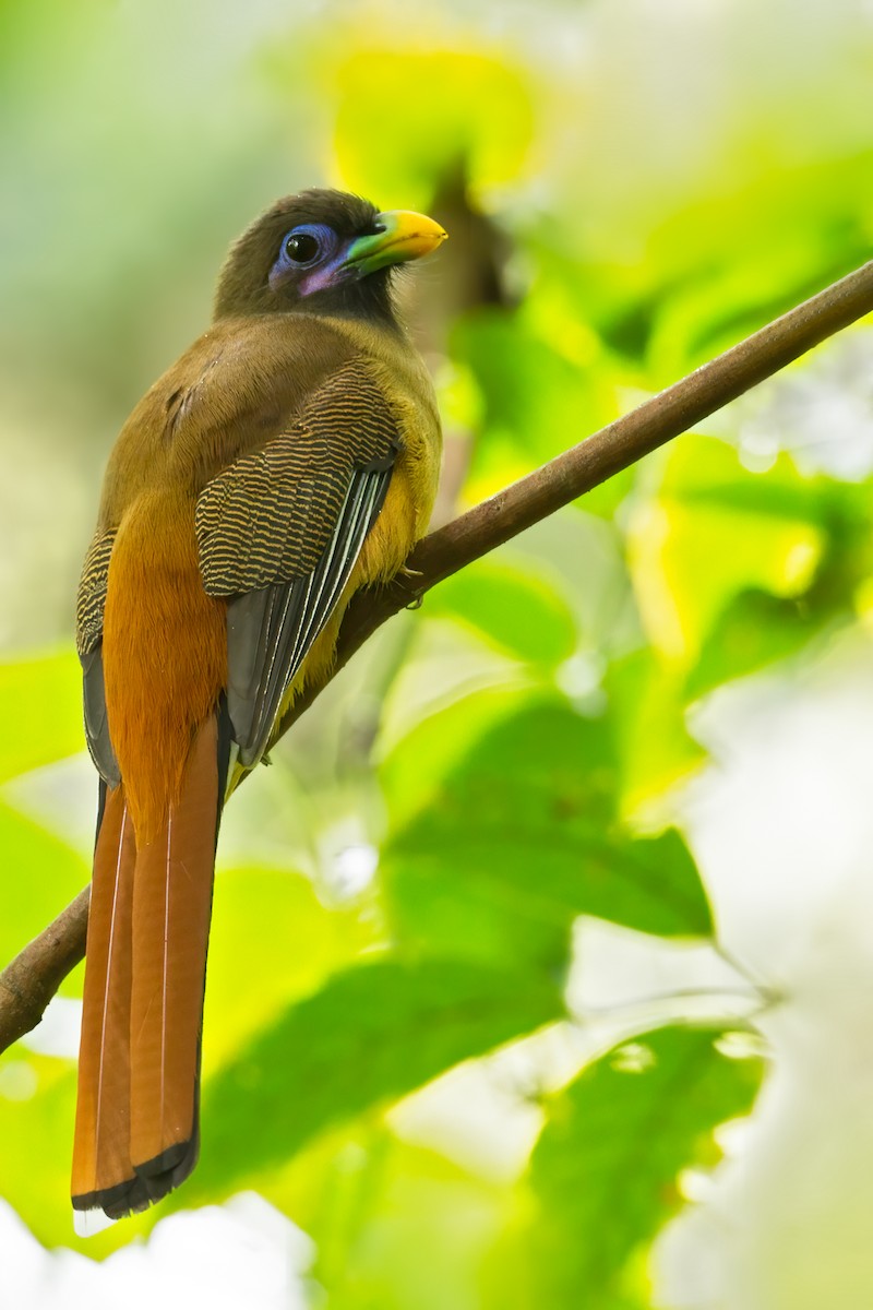 Philippine Trogon - ML626610037