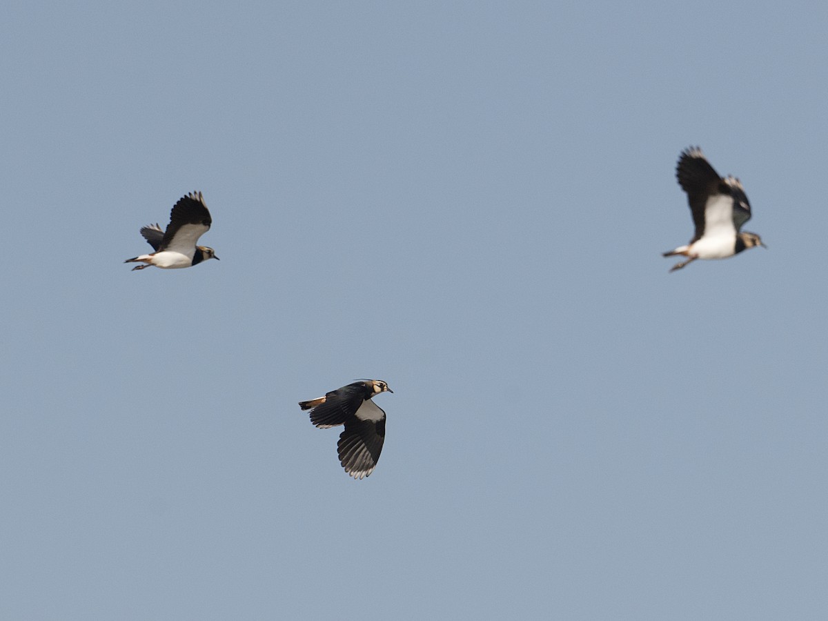 Northern Lapwing - ML626610111