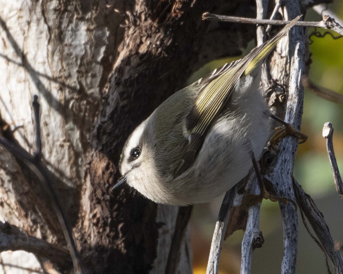 Golden-crowned Kinglet - ML626610144