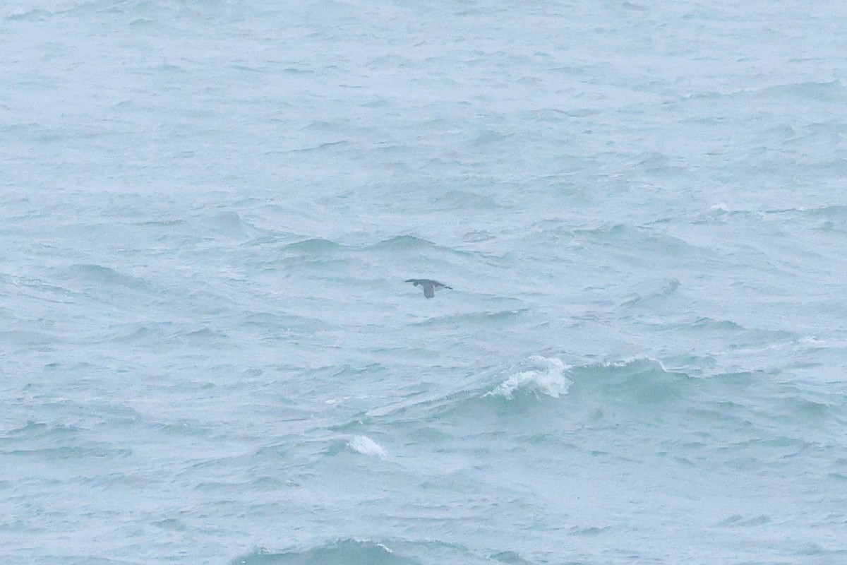 אורייה חייכנית - ML626610186