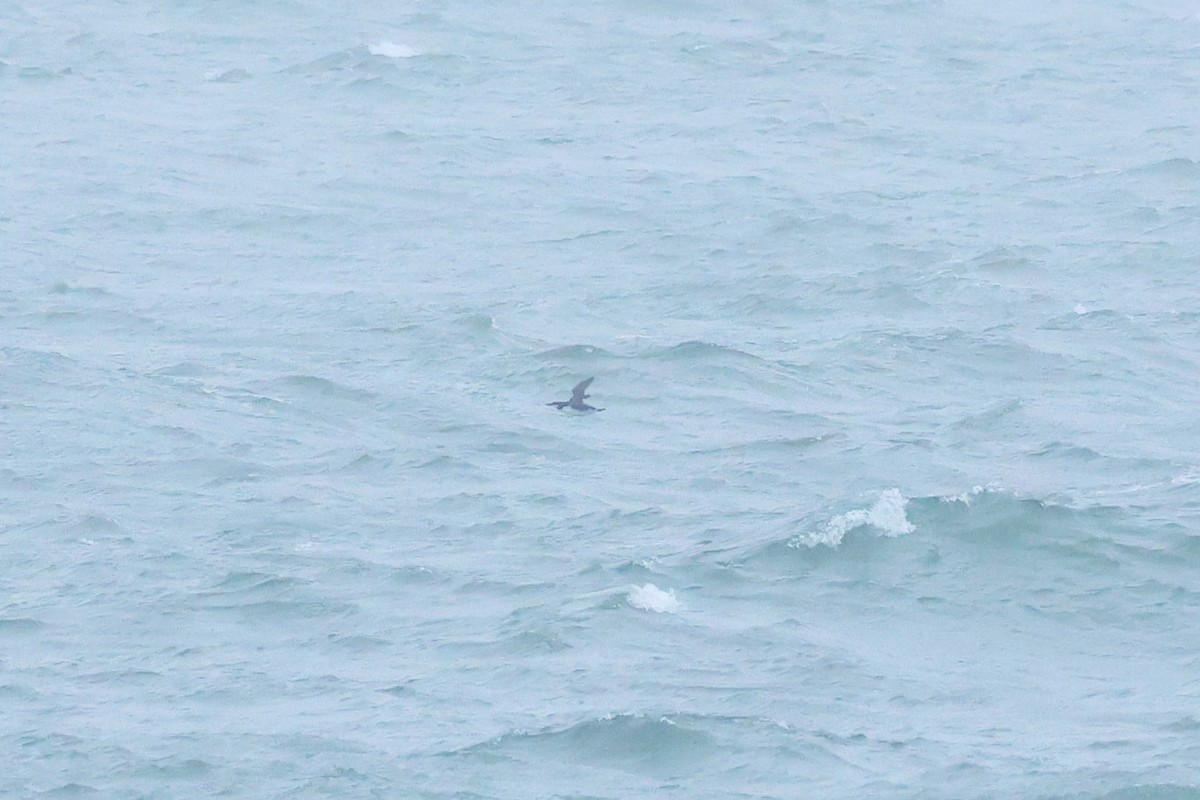 אורייה חייכנית - ML626610187