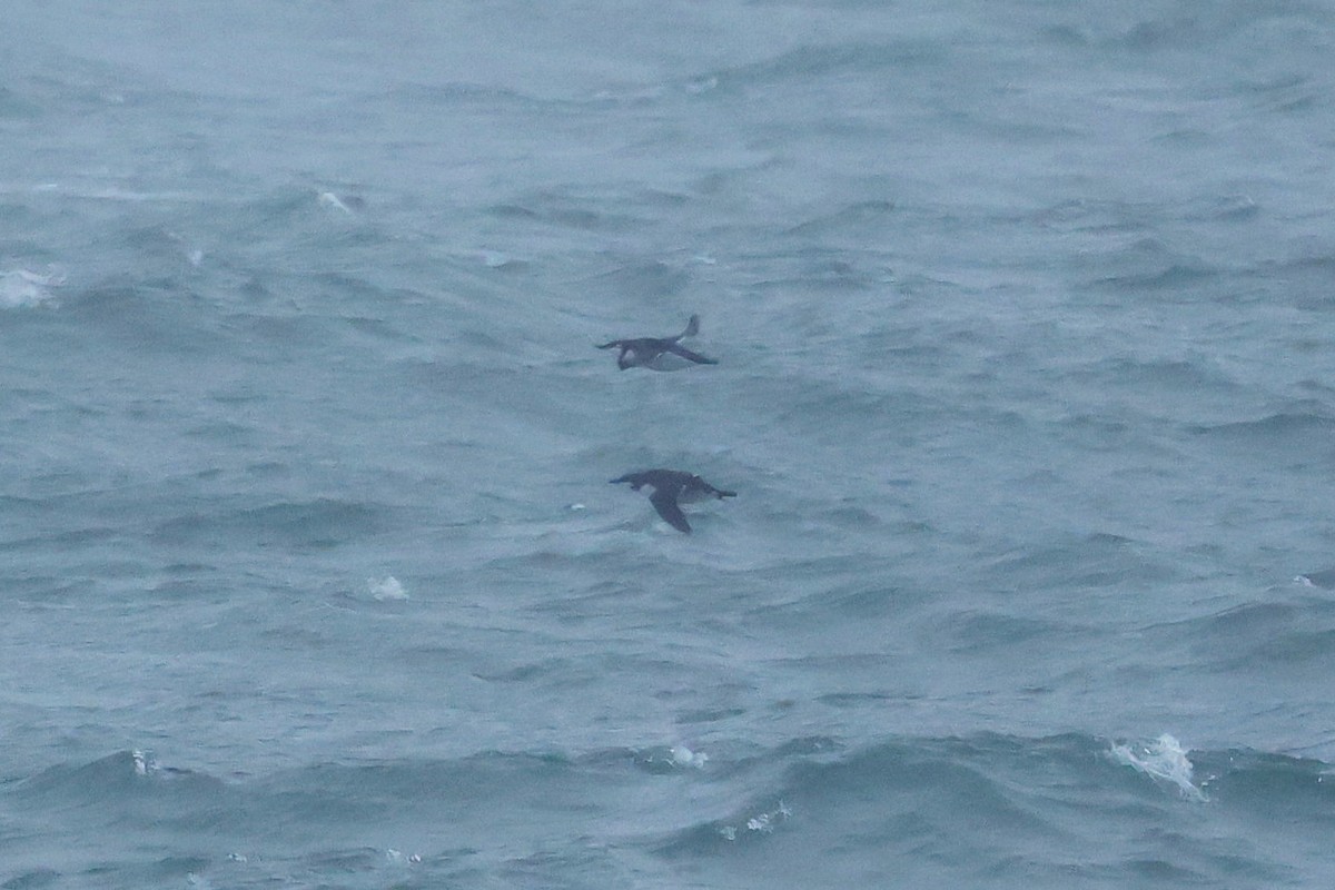 אורייה חייכנית - ML626610188