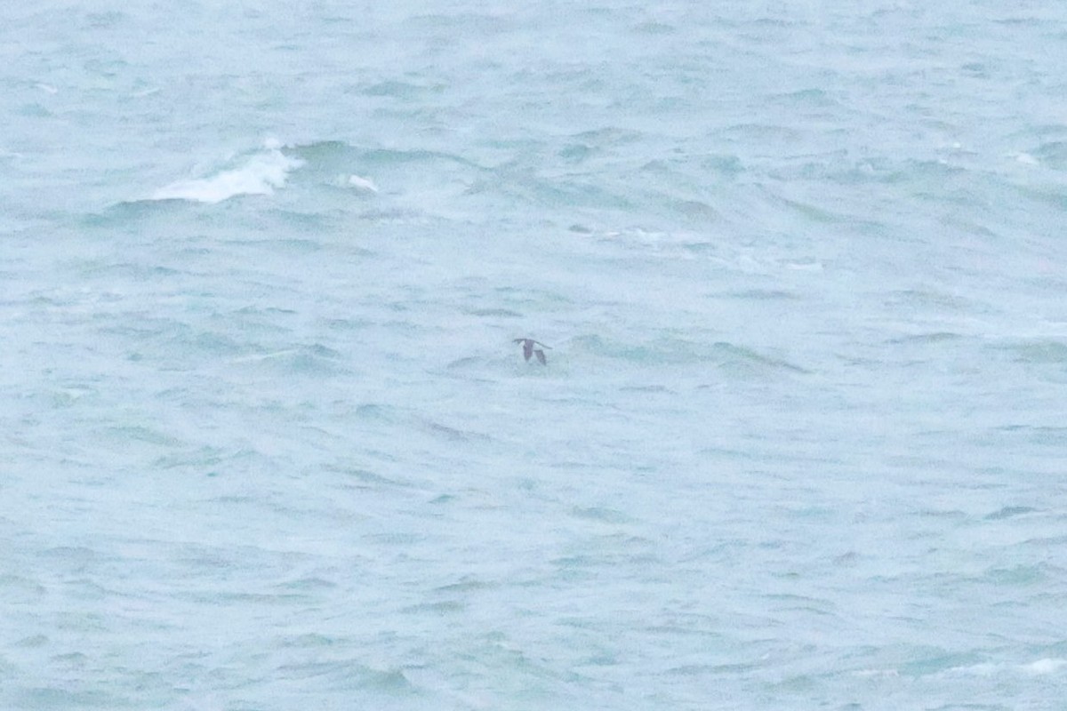 אורייה חייכנית - ML626610189