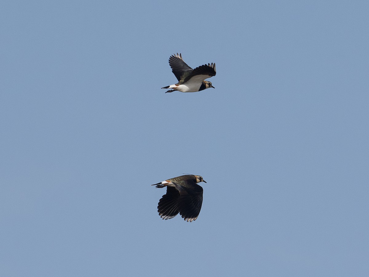 Northern Lapwing - ML626610196