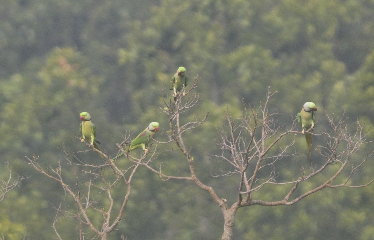 Alexandrine Parakeet - ML626610534