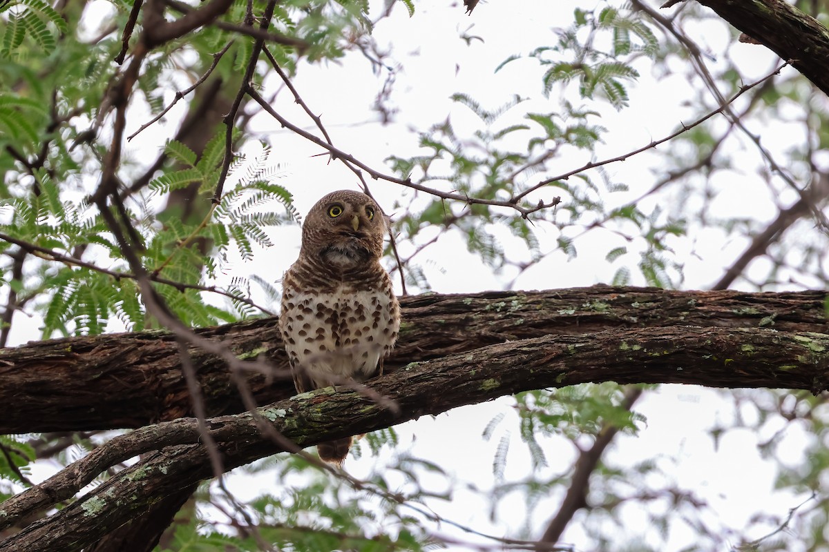 African Barred Owlet - ML626610623