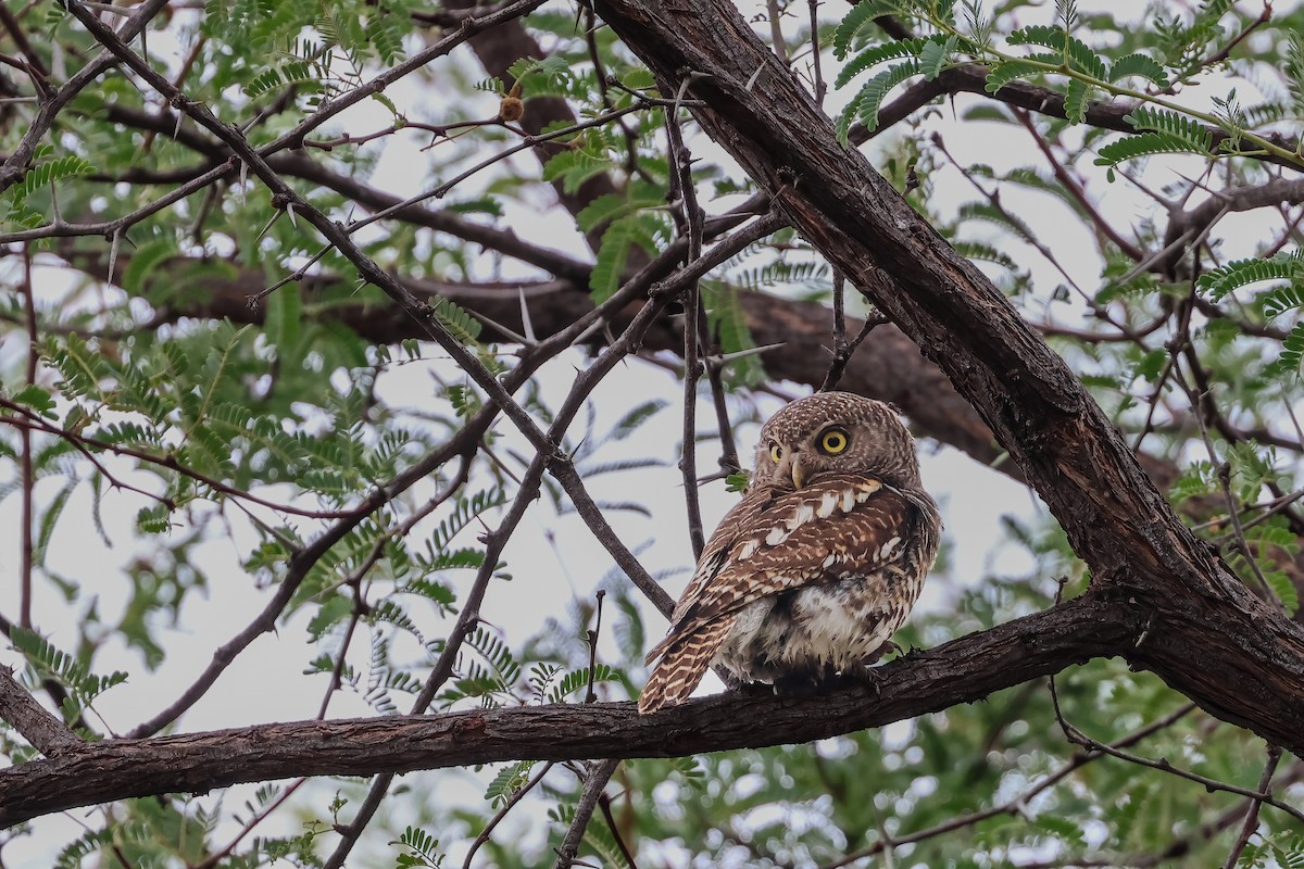 African Barred Owlet - ML626610624