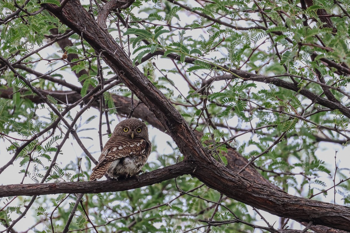 African Barred Owlet - ML626610625