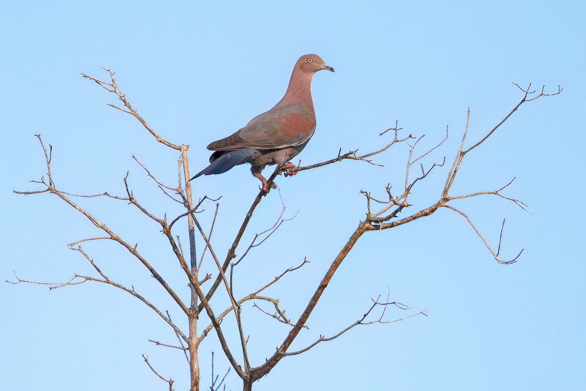 Plain Pigeon - ML626610724