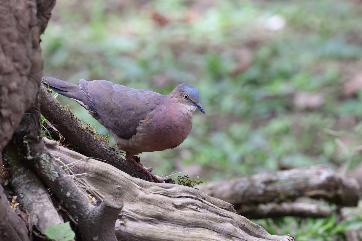 Tolima Dove - ML626610732