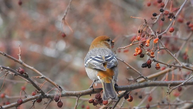 Pine Grosbeak (Taiga) - ML626610765