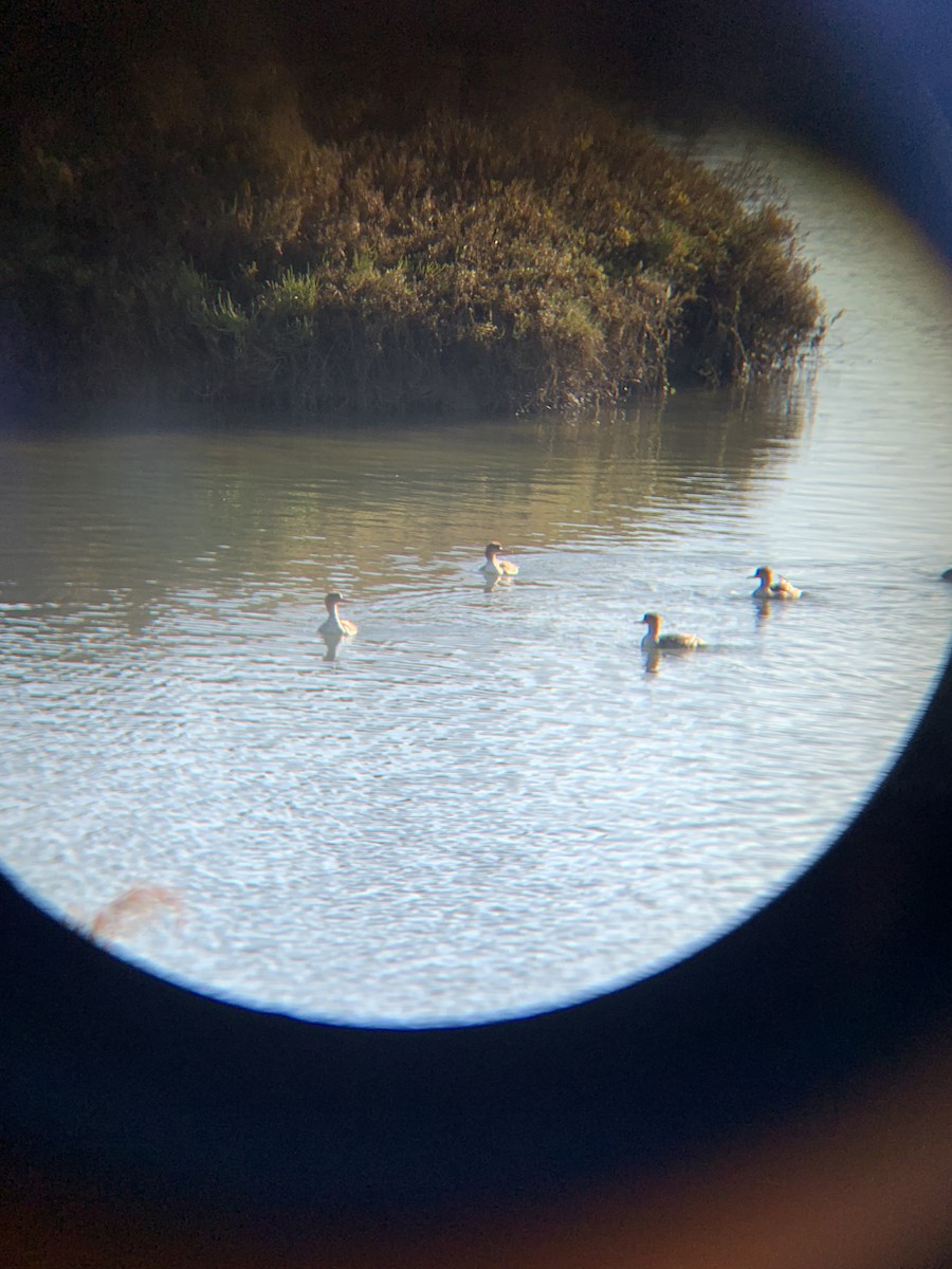 Red-breasted Merganser - ML626610843