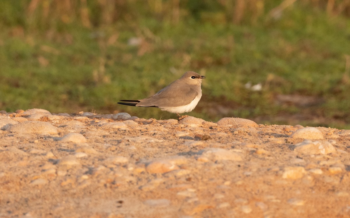 Small Pratincole - ML626610876