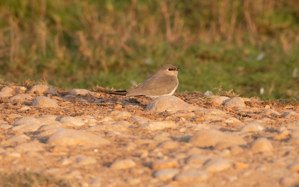 Small Pratincole - ML626610883