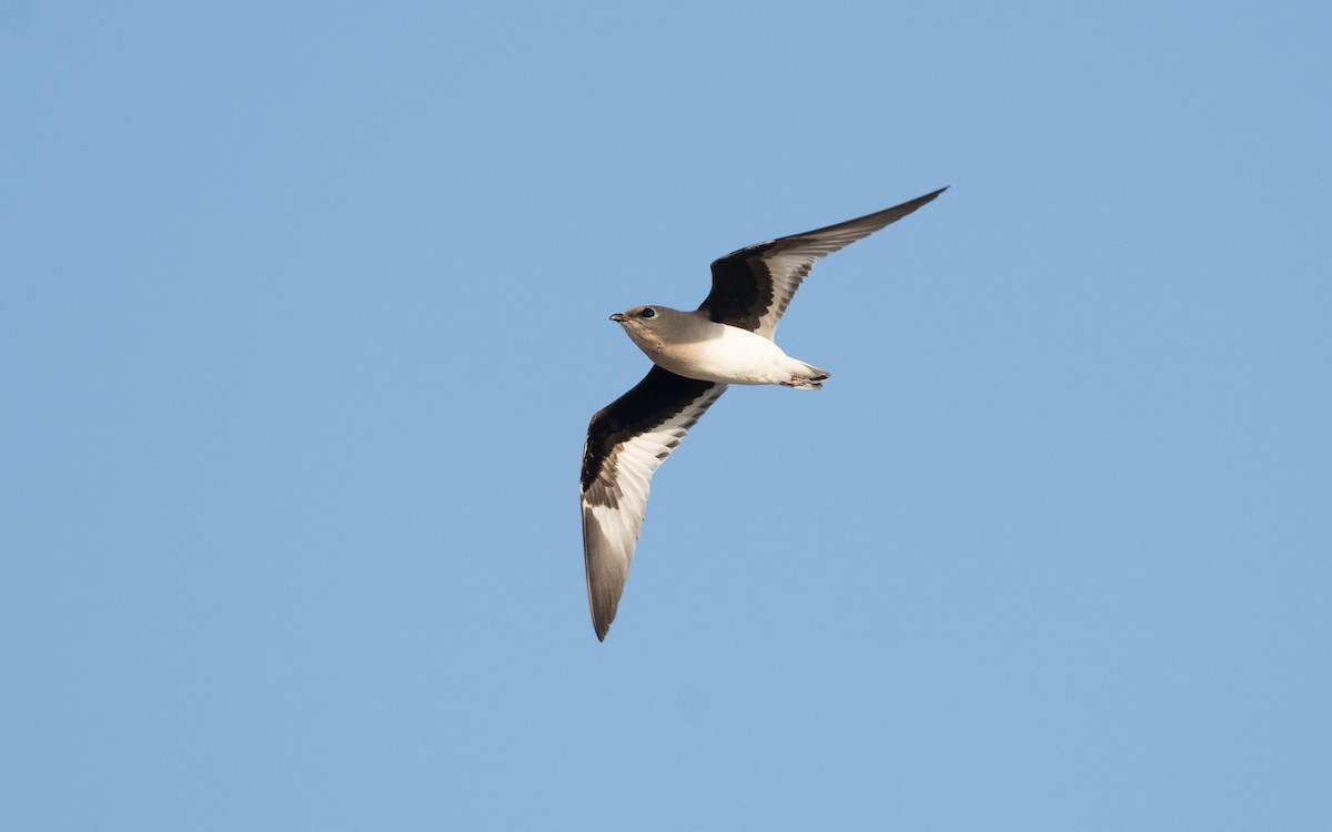 Small Pratincole - ML626610884