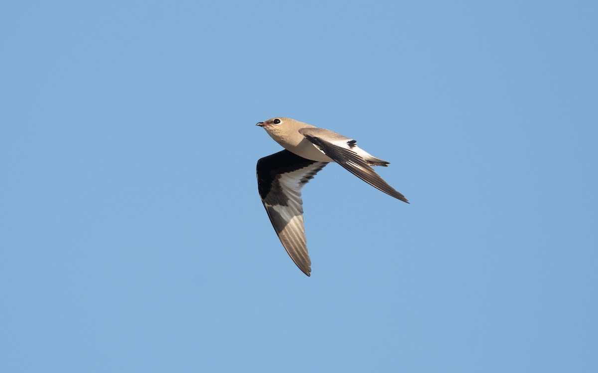 Small Pratincole - ML626610885