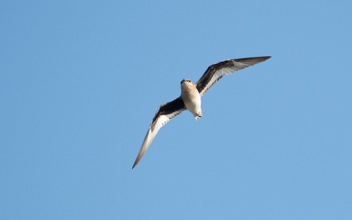 Small Pratincole - ML626610886