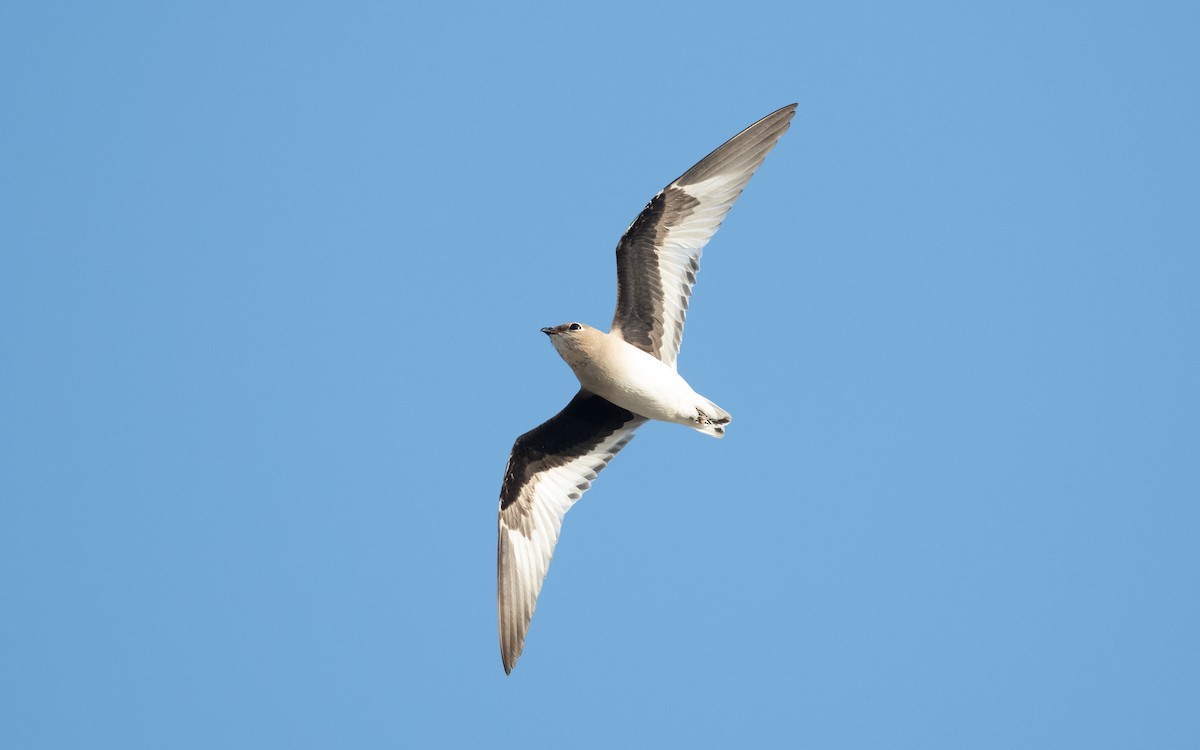 Small Pratincole - ML626610887