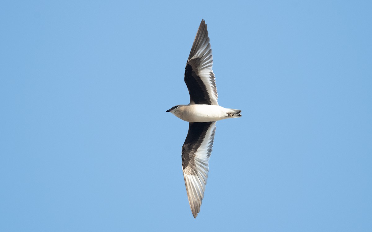 Small Pratincole - ML626610888