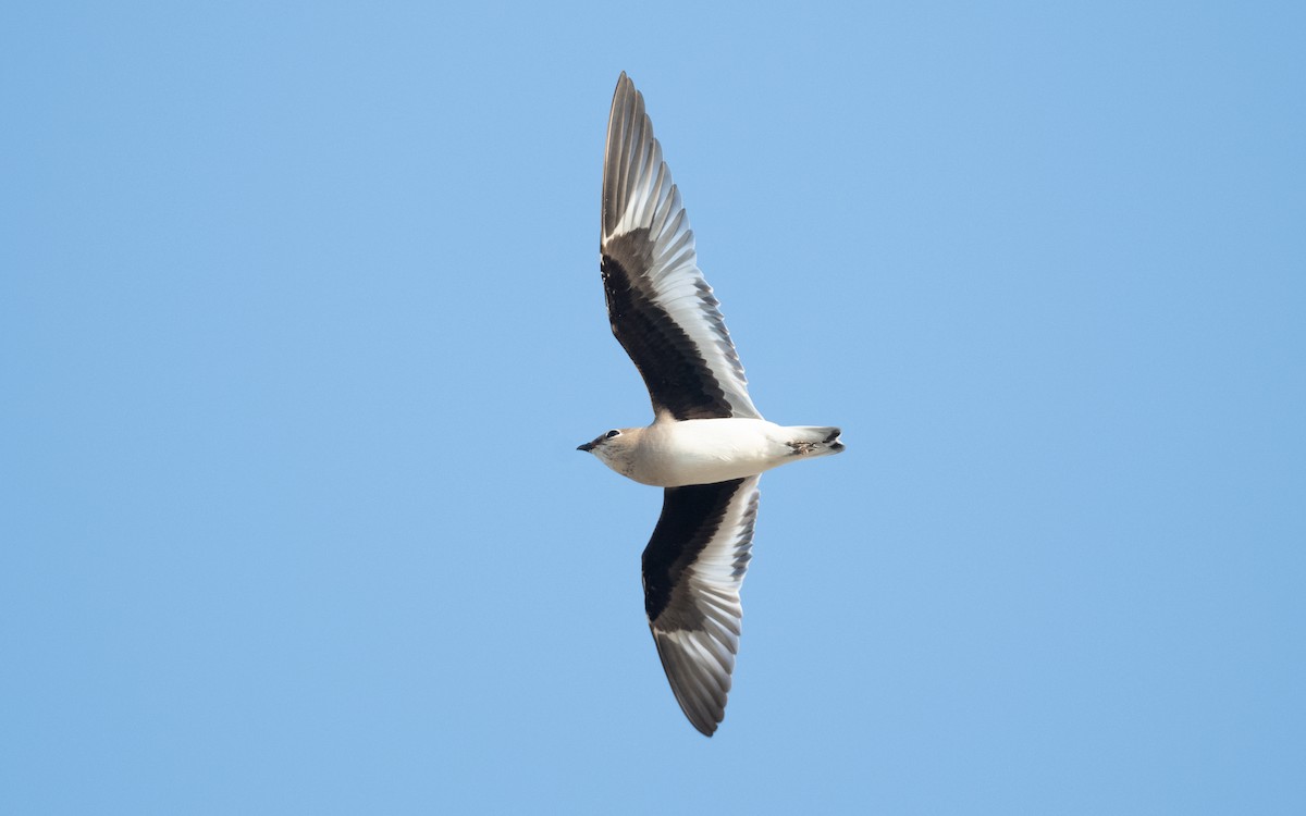Small Pratincole - ML626610891