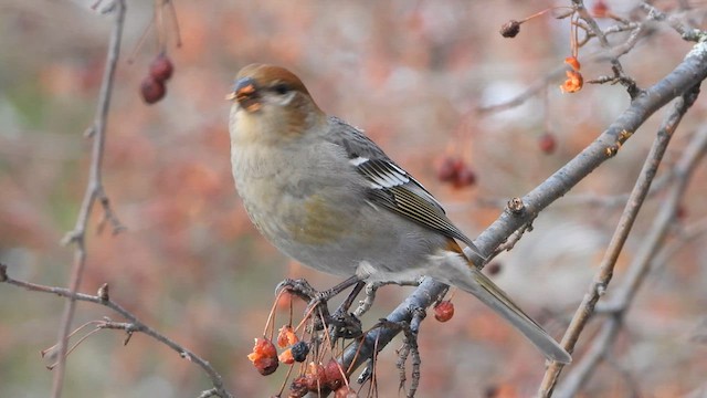 Pine Grosbeak (Taiga) - ML626611190