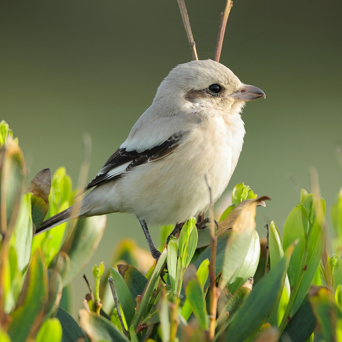 Great Gray Shrike (Steppe) - ML626611274