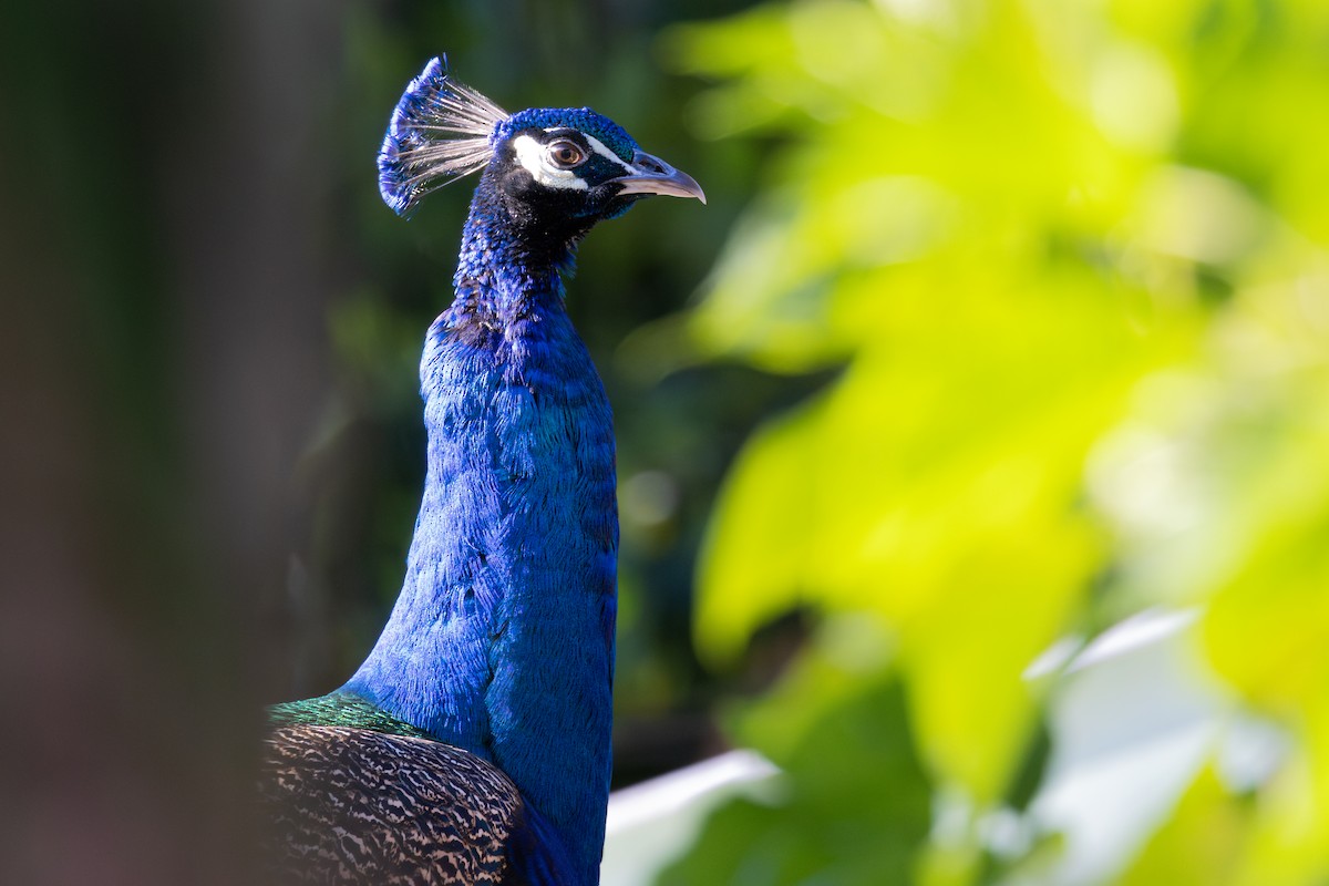 Indian Peafowl - ML626611504