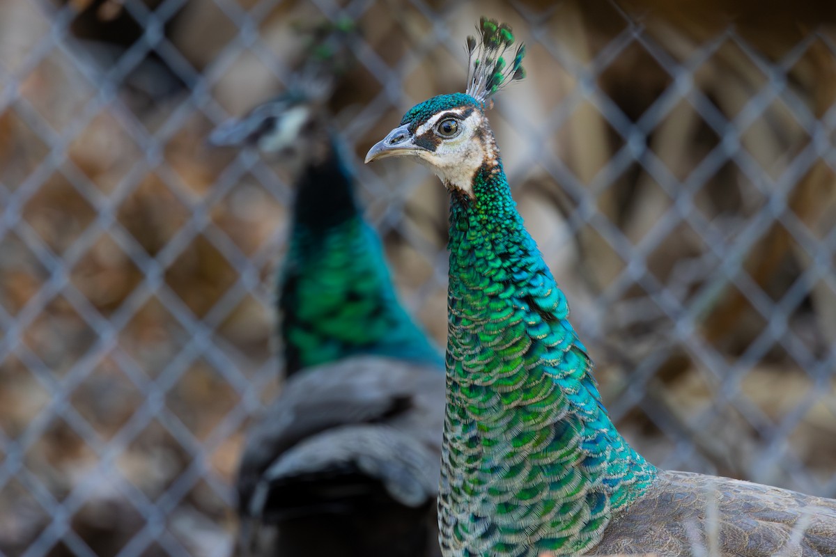 Indian Peafowl - ML626611505