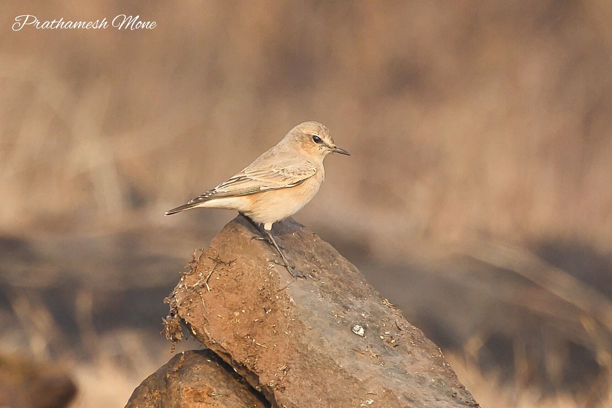 Isabelline Wheatear - ML626611507