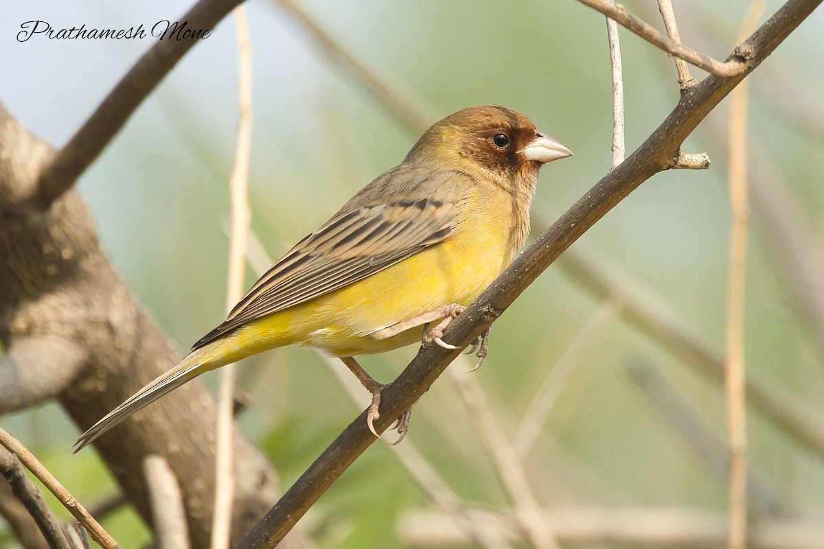 Red-headed Bunting - ML626611533