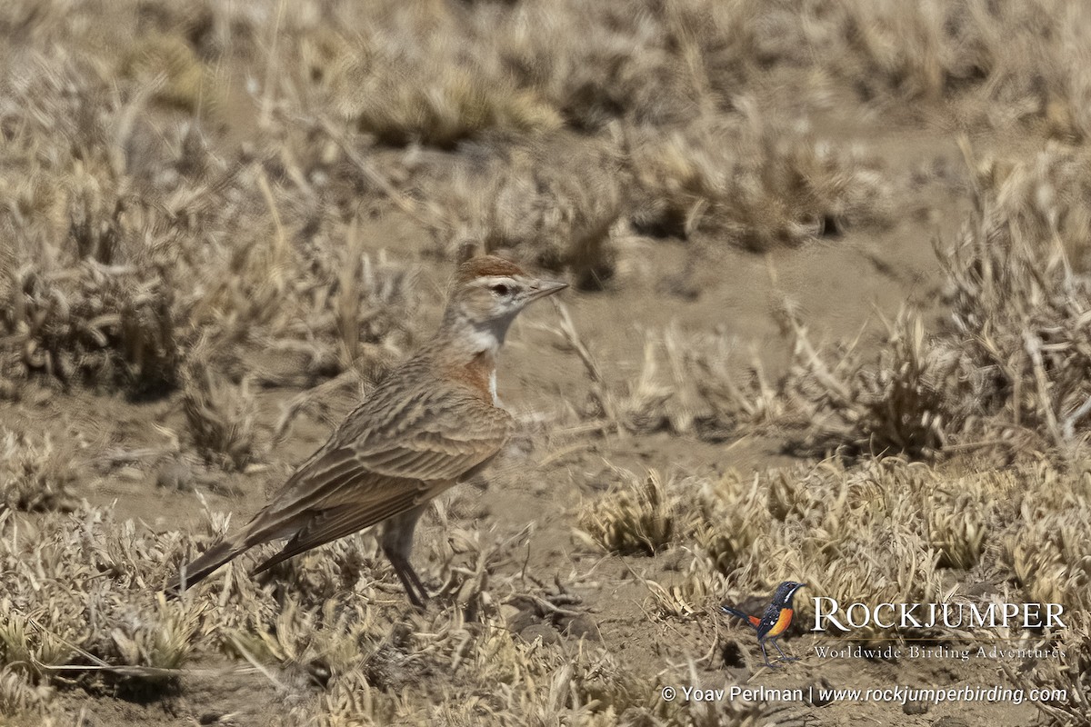 Red-capped Lark - ML626611549