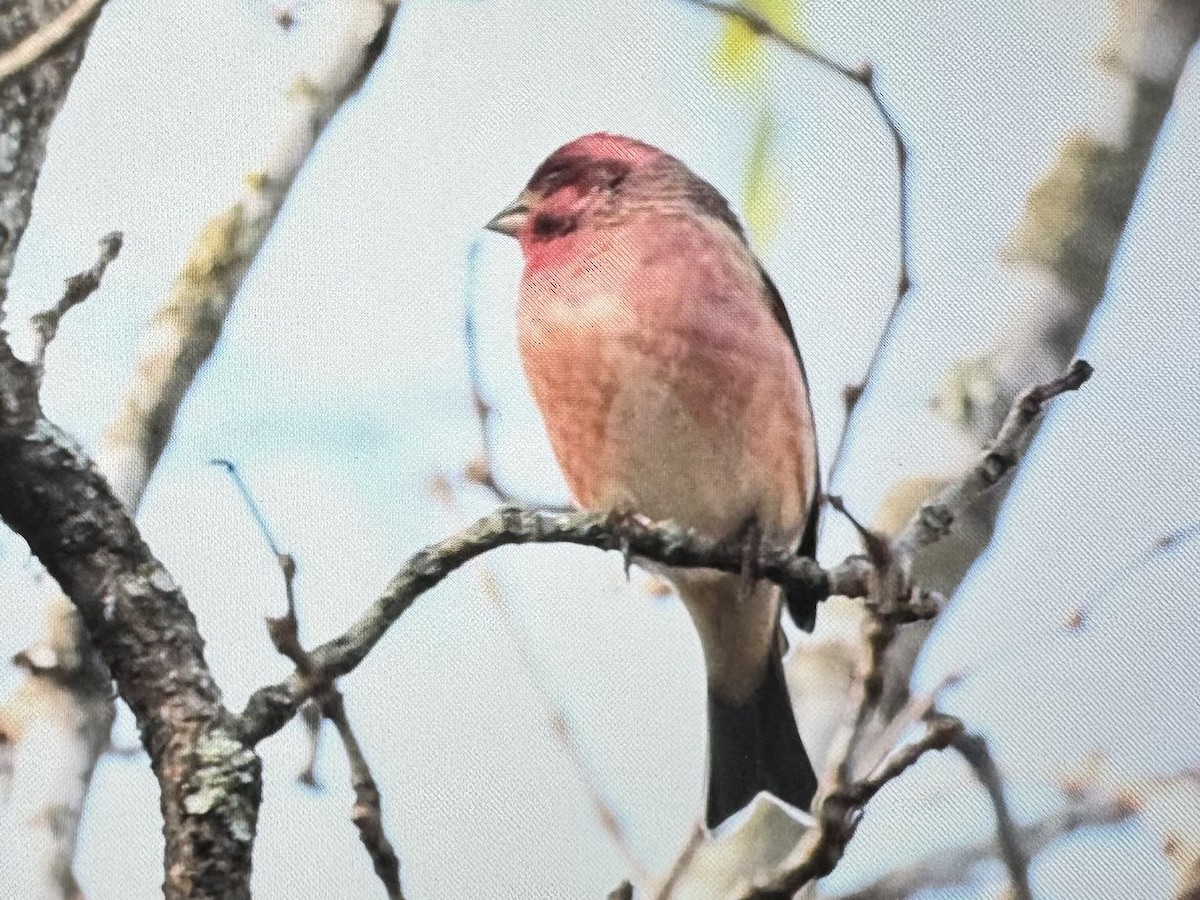 Purple Finch - ML626611570