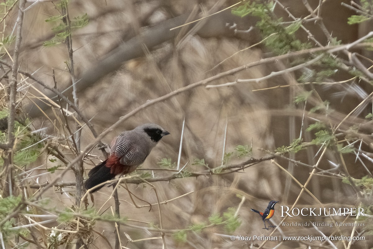 Black-faced Waxbill - ML626611969