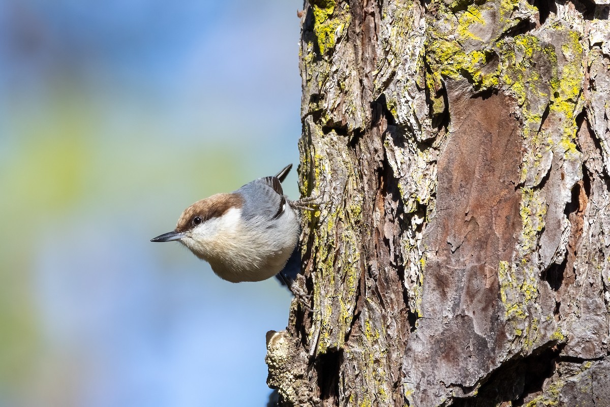 Brown-headed Nuthatch - Kalpesh Krishna