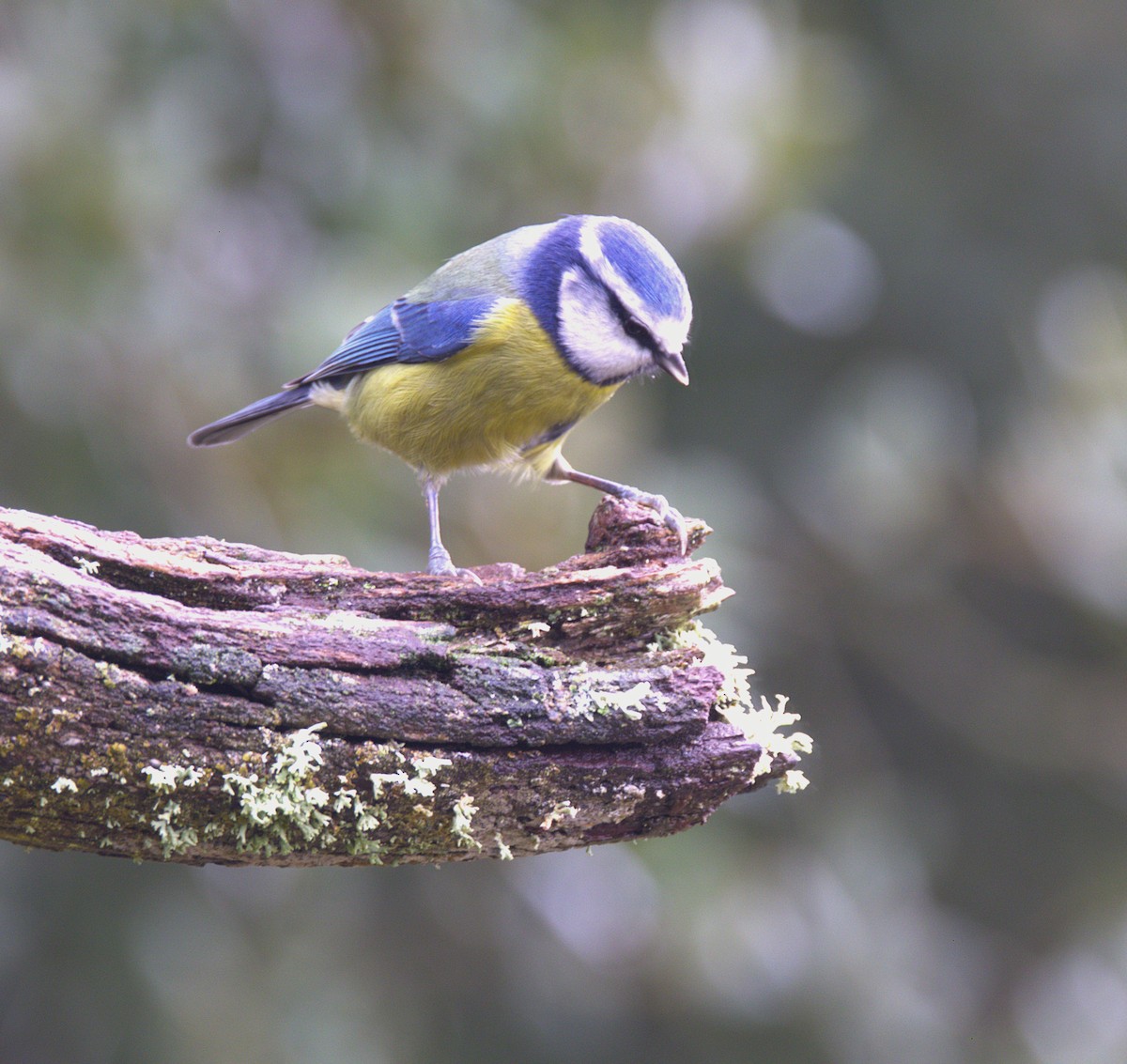 Eurasian Blue Tit - ML626612024