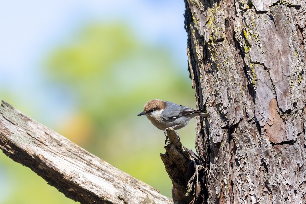 Brown-headed Nuthatch - Kalpesh Krishna